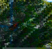 Tamborine Rainforest Skywalk