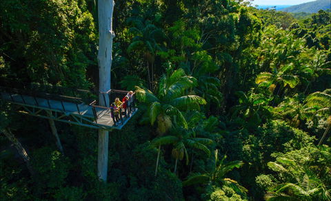 Tamborine Rainforest Skywalk - Northern Rivers Accommodation 0