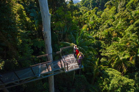 Tamborine Rainforest Skywalk - Northern Rivers Accommodation 1