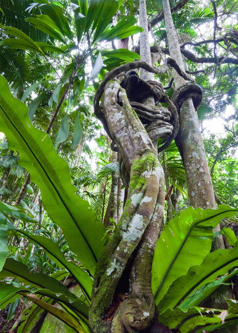 Tamborine Rainforest Skywalk - Northern Rivers Accommodation 2
