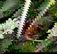 The Beach Bible Garden - Northern Rivers Accommodation