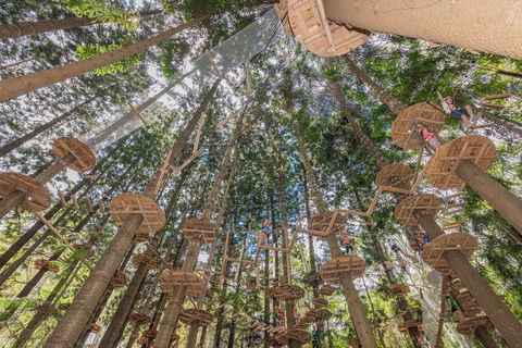 TreeTops Sydney The Hills - Northern Rivers Accommodation 1