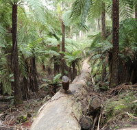 Upper Yarra Reservoir Park - Northern Rivers Accommodation