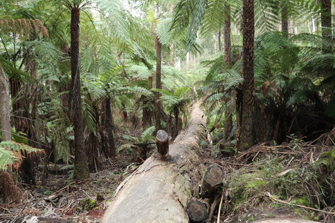 Upper Yarra Reservoir Park - Northern Rivers Accommodation 0