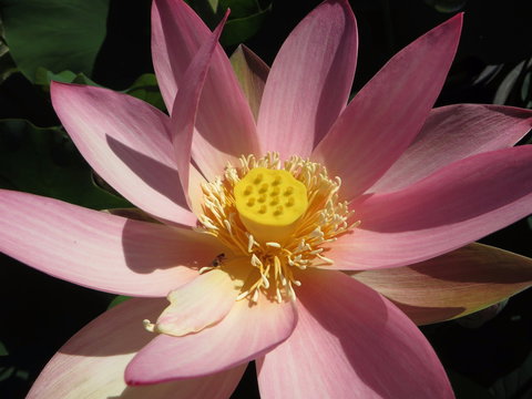 Wallis Creek Water Garden - Northern Rivers Accommodation 0