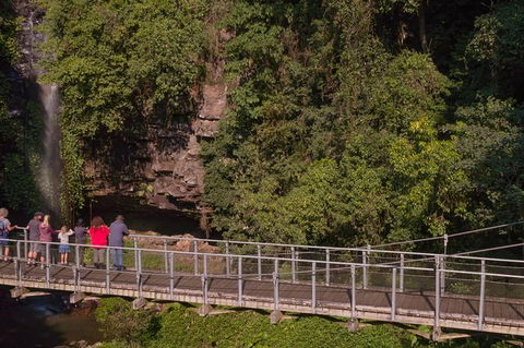 Rainforest & Waterfall Experience - Northern Rivers Accommodation 4