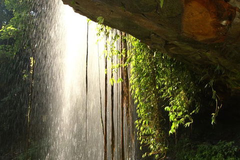 Rainforest & Waterfall Experience - Northern Rivers Accommodation 9