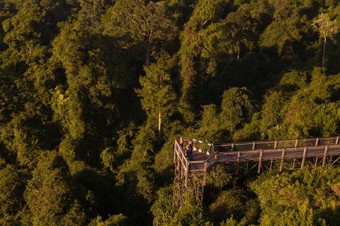 Rainforest & Waterfall Experience - Northern Rivers Accommodation 5