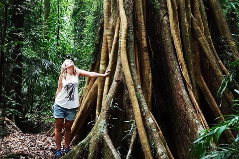 Rainforest & Waterfall Experience - Northern Rivers Accommodation 3