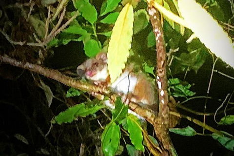 Blue Mountains Hiking Glow Worms Cave Wildlife Spotlighting Night Adventure - Northern Rivers Accommodation 1
