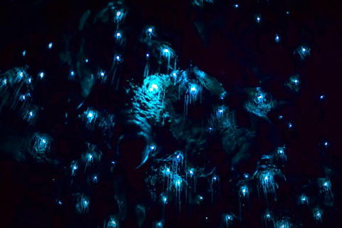 Blue Mountains Hiking Glow Worms Cave Wildlife Spotlighting Night Adventure - Northern Rivers Accommodation 4