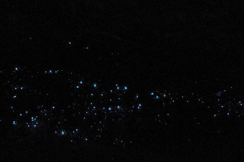 Blue Mountains Hiking Glow Worms Cave Wildlife Spotlighting Night Adventure - Northern Rivers Accommodation 10