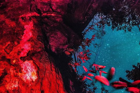 Blue Mountains Hiking Glow Worms Cave Wildlife Spotlighting Night Adventure - Northern Rivers Accommodation 2