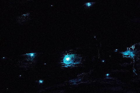 Blue Mountains Hiking Glow Worms Cave Wildlife Spotlighting Night Adventure - Northern Rivers Accommodation 7