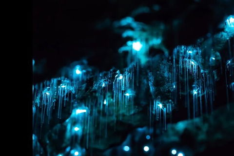 Blue Mountains Hiking Glow Worms Cave Wildlife Spotlighting Night Adventure - Northern Rivers Accommodation 9