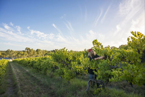 Mclaren Vale - Northern Rivers Accommodation 0