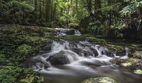 Protesters Falls Walking Track - Northern Rivers Accommodation 0
