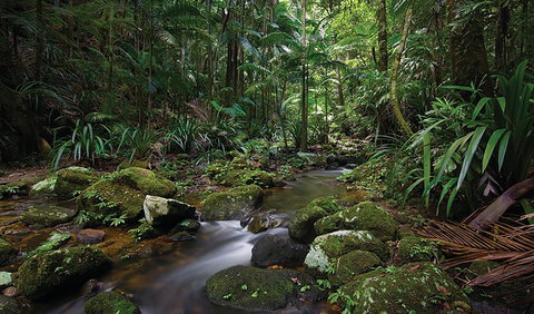 Protesters Falls Walking Track - Northern Rivers Accommodation 2