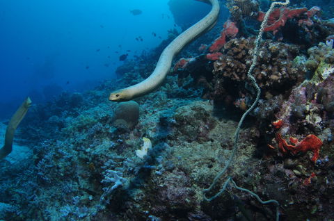 Two Towers Dive Site - Northern Rivers Accommodation 1