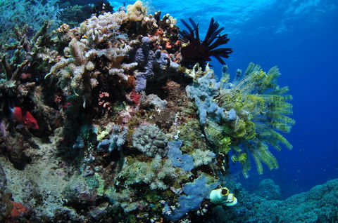 Two Towers Dive Site - Northern Rivers Accommodation 2