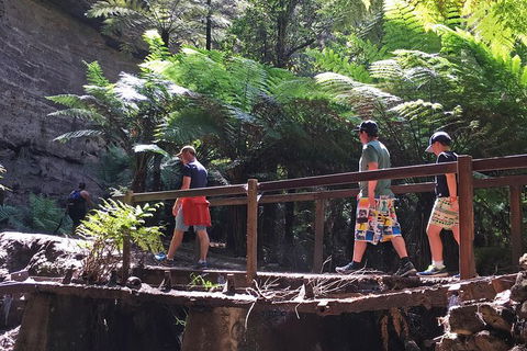 Glow Worm Tunnel Hike - Northern Rivers Accommodation 0