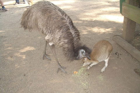 Blue Mountains PRIVATE Day Tour - Northern Rivers Accommodation 4