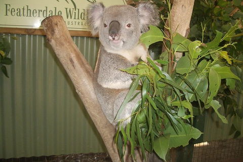 Blue Mountains PRIVATE Day Tour - Northern Rivers Accommodation 10