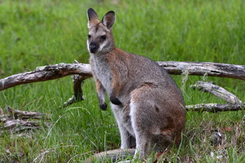 Ultimate Blue Mountains And Wildlife Tour - Northern Rivers Accommodation 2