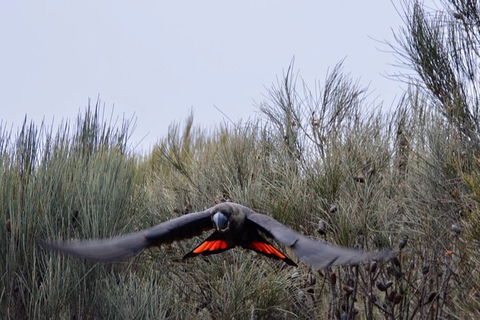 Ultimate Blue Mountains And Wildlife Tour - Northern Rivers Accommodation 1
