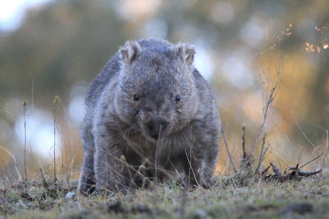 Ultimate Blue Mountains And Wildlife Tour - Northern Rivers Accommodation 3