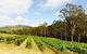 Tulloch Wines- Mystery Wine Tasting Experience With Local Cheese And Charcuterie - thumb 2