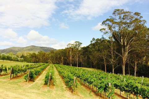 Tulloch Wines- Mystery Wine Tasting Experience With Local Cheese And Charcuterie - Northern Rivers Accommodation 2