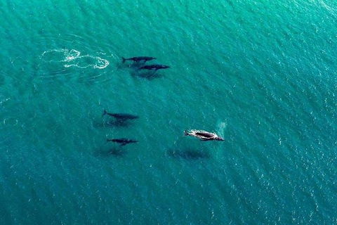 25-30 Minute Newcastle & Macquarie Helicopter Shared Flight - Northern Rivers Accommodation 2