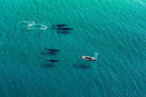40-45 Minute Port Stephens And Stockton Beach Helicopter Flight - For 2 - Northern Rivers Accommodation 5