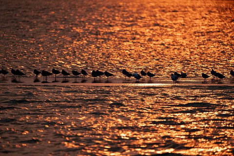 Sunset River Cruise Near Byron Bay - Northern Rivers Accommodation 25
