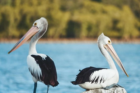 Sunset River Cruise Near Byron Bay - Northern Rivers Accommodation 13