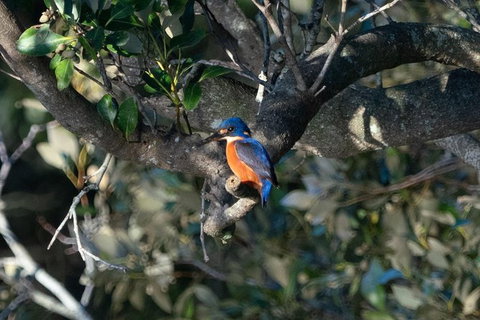 Sunset River Cruise Near Byron Bay - Northern Rivers Accommodation 6