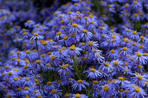 Blue Mountains Botanic Garden And Bilpin Tour From Katoomba With Cider Tasting - Northern Rivers Accommodation 3