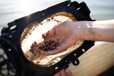 Oyster Farm Tour- Hawkesbury River (1hr North Of Sydney). - Northern Rivers Accommodation 5