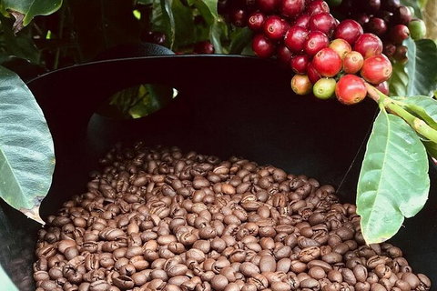 Coffee Farm Tour And Workshop, Byron Bay Hinterland - Northern Rivers Accommodation 1