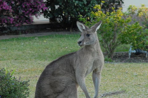 Urban Kangaroos - Northern Rivers Accommodation 1