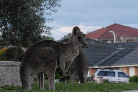 Urban Kangaroos - Northern Rivers Accommodation 4