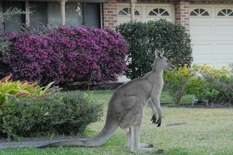 Urban Kangaroos - Northern Rivers Accommodation 0