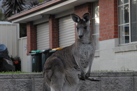 Urban Kangaroos - Northern Rivers Accommodation 5