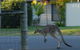 Urban Kangaroos - thumb 3