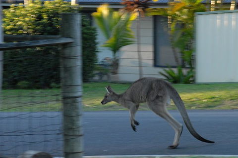 Urban Kangaroos - Northern Rivers Accommodation 3