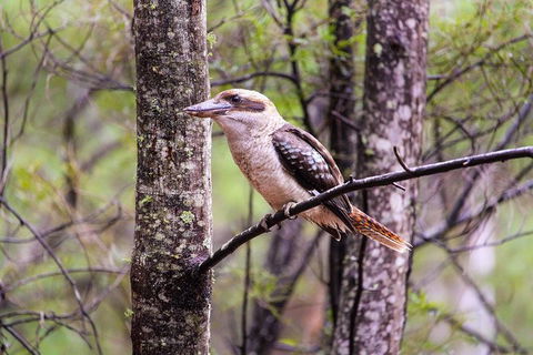 Blue Mountains Private Charter - Northern Rivers Accommodation 17