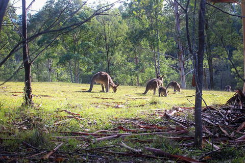 Blue Mountains Private Charter - Northern Rivers Accommodation 24