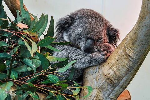 Blue Mountains Highlights, Wildlife Park And Scenic World Full Day Private Tour - Northern Rivers Accommodation 1