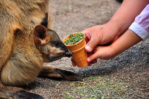 Blue Mountains Highlights, Wildlife Park And Scenic World Full Day Private Tour - Northern Rivers Accommodation 3